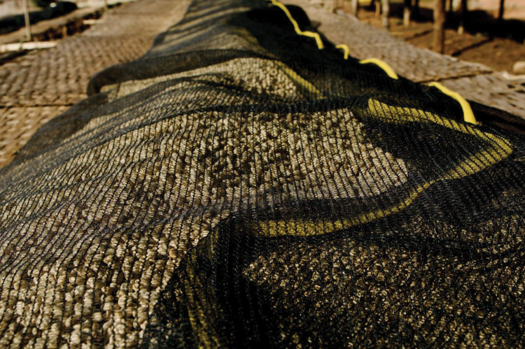 raised african drying bed with coffee beans