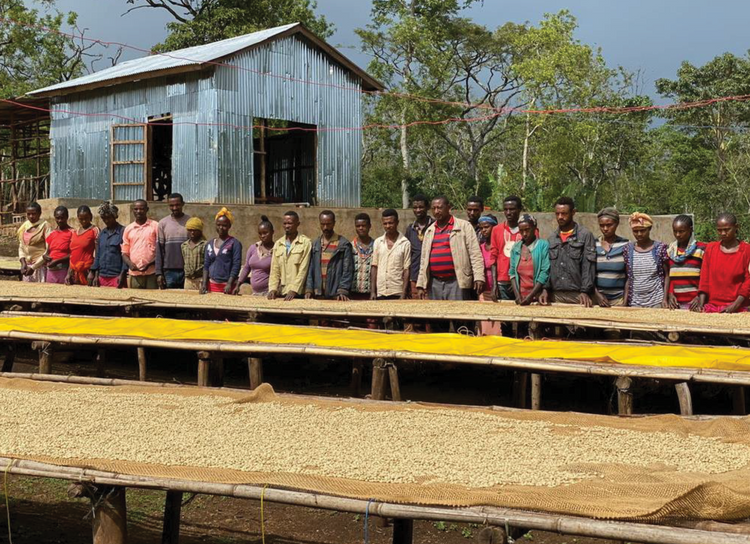 Jabanto group standing at coffee beans drying table Ethiopia