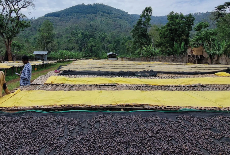 Coffee beans drying on raised drying beds in Ethiopia