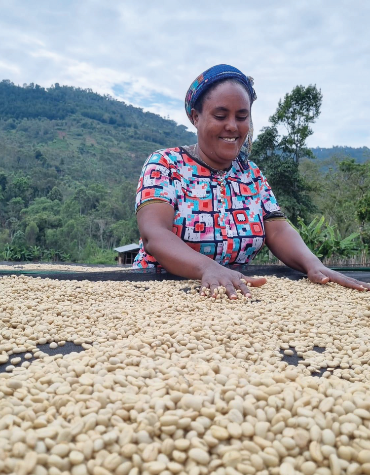 Lemlem sorting coffee beans on the drying beds