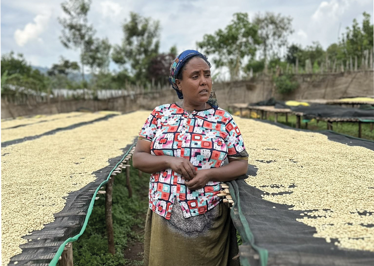Lemlem standing in a coffee drying area next to raised drying beds