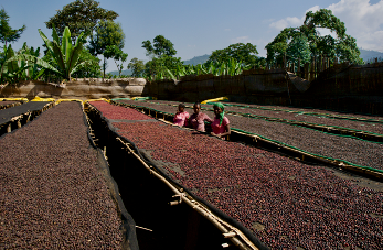 Ethiopia Ela Tenacha