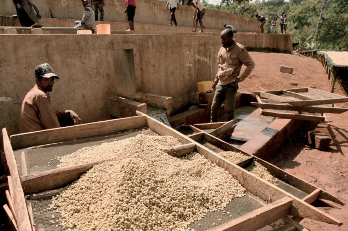 Ethiopia Ela Tenacha